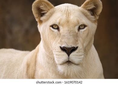 Female Lion Face Closeup Zoo Stock Photo 1619070142 | Shutterstock