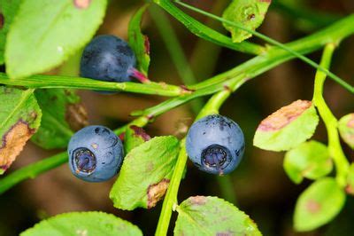 Can You Buy Huckleberry Plants - Hujaifa