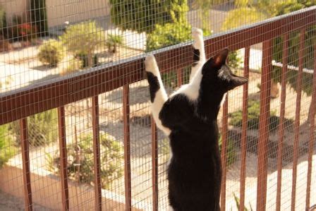 Cat-Proof Balcony Pet Enclosure for Happy Felines