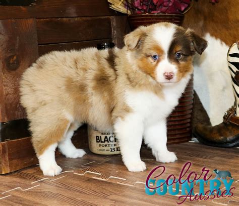 Storm’s Red Merle Female 1 | Color Country Aussies