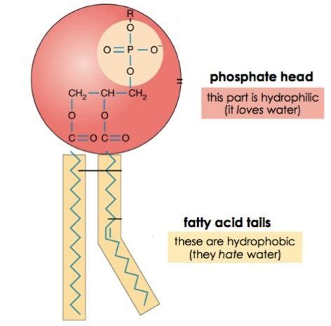 Cell Membrane — Structure & Function - Expii