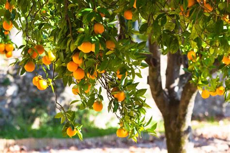 7 Orange Tree Diseases: How to Identify and Treat Them - Minneopa Orchards