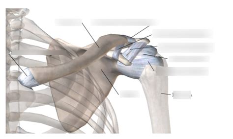 Shoulder Ligaments Diagram | Quizlet