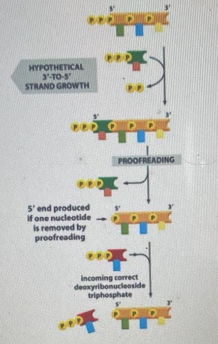 Solved The energy required to make a new phosphodiester bond | Chegg.com