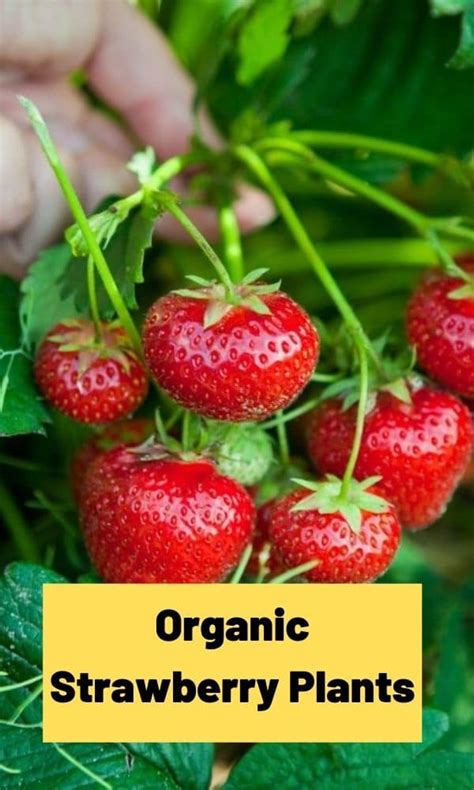 Organic Strawberry Plants – Strawberry Plants