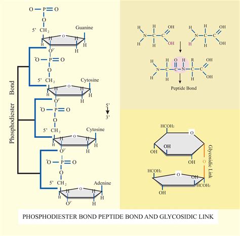 Phosphodiester Bond In Dna