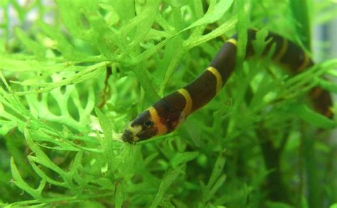 Pregnant Kuhli Loach: 7 Things To Take Care Of Your Pet!