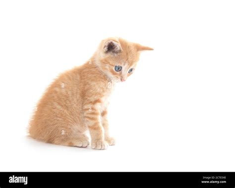 Cute baby yellow tabby kitten sitting isolated on white background ...