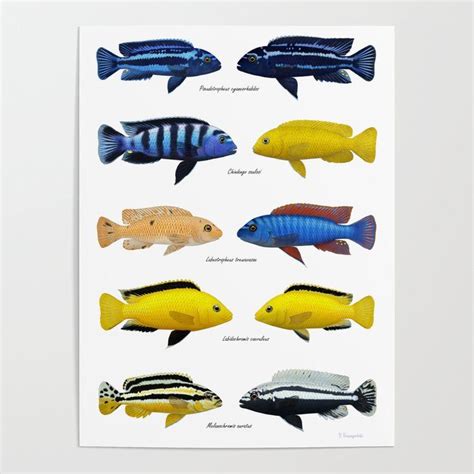 Lake Malawi mbuna cichlids 2 Poster | Mbuna cichlids, Cichlids, African ...