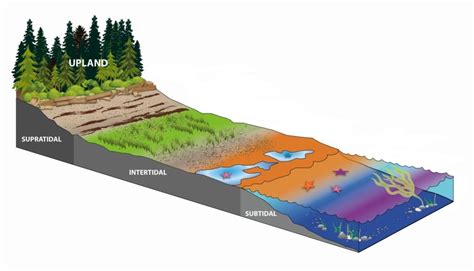 Estuary Ecosystem Diagram