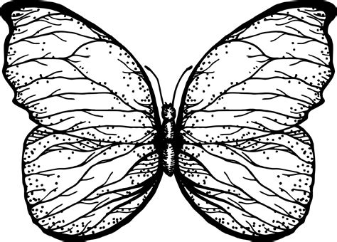 Butterfly With Open Wings Top View The Symmetrical Drawing Graphics