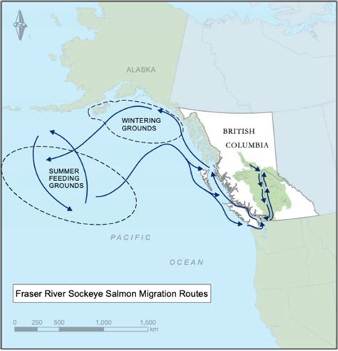 Why the Pacific Salmon Foundation supports the decision to remove open ...