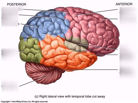 brain lobes Diagram | Quizlet