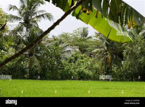 Paddy field in Mekong delta region of Vietnam Stock Photo - Alamy