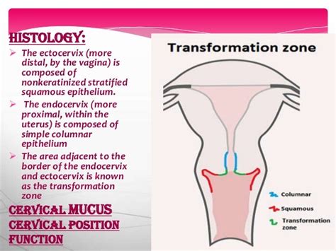 cervical cancer ,,, 4 college students..