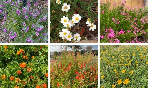 Top 10 Drought Tolerant Perennials for Texas - Native Backyards