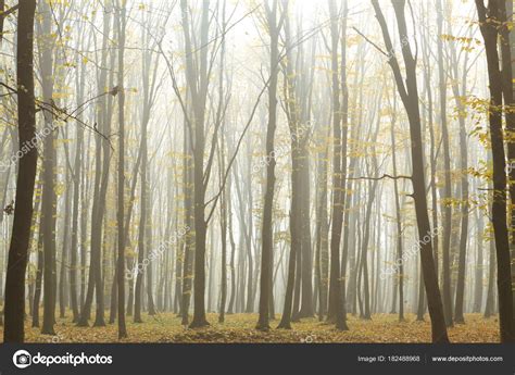 Foggy autumn forest Stock Photo by ©volokhatiuk 182488968