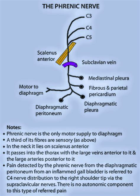 Phrenic nerve - PT Master Guide