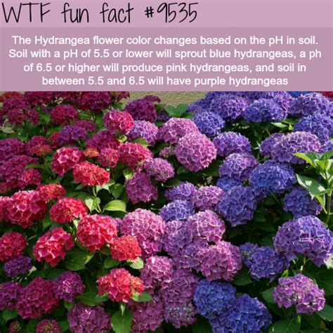 the hydrangea flower wtf fun fact