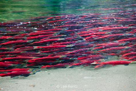 Lee Rentz Photography | Massive Adams River Sockeye Salmon Migration