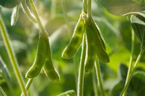 Soybean Plant Growing, Uses and Needs - Rural Living Today