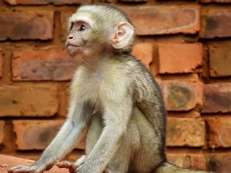 Caring for Primates: What are the Most Common Types of Pet Monkeys ...