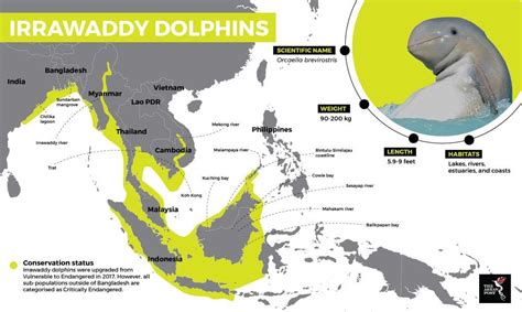 Irrawaddy dolphin conservation status | Dolphins, Dolphin habitat ...