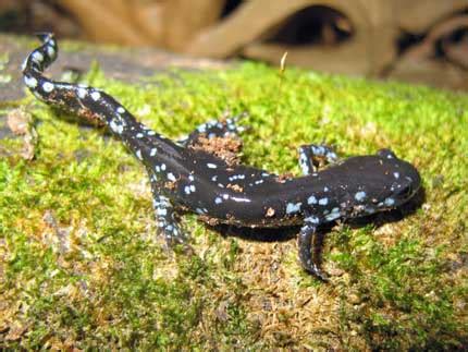 Blue Spotted Salamander Facts and Pictures