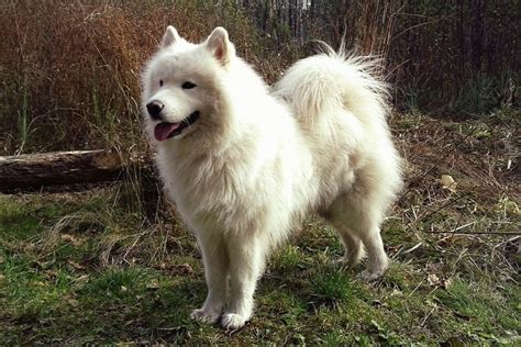 10 Samoyed Mixed Dog Breeds (With Info & Pictures) | Hepper