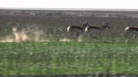 Pronghorn Antelopes Running at Full Speed - YouTube