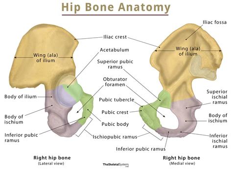 esta ahí ataque Cerebro hip bone anatomy Barbero Novela de suspenso ...