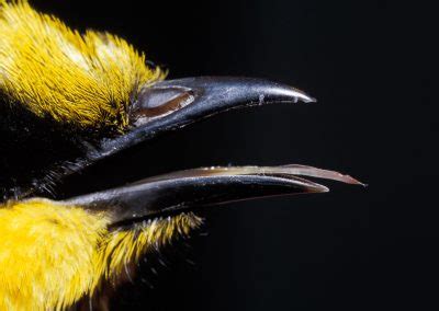 Helmeted Honeyeaters - Friends of the Helmeted Honeyeater Inc