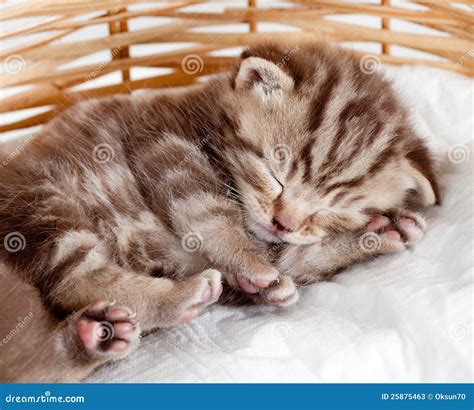 Funny Sleeping Baby Cat Pet Kitten Stock Image - Image: 25875463