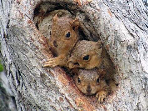 What Squirrels Can Teach Us About Being Human | Owlcation