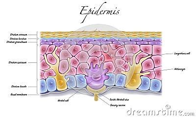 Epidermis Structure Cartoon Vector | CartoonDealer.com #266037435