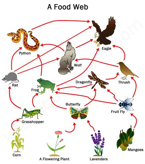 Food chain and Food Web ,definition, diagram and examples - Biologysir