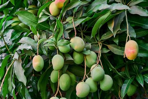 How to Grow Mango Trees