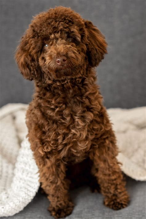 Poodle Puppies (20+ Perfect Pups) - Talk to Dogs