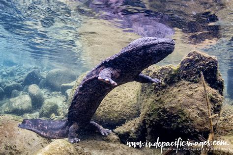 The Japanese Giant Salamander - Quite Unique | Indopacificimages