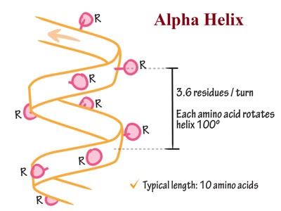 Alpha Helix Secondary Structure