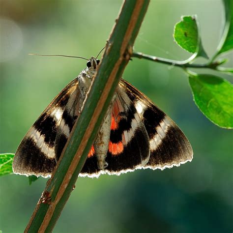 Small Stories - Moths - Royal Entomological Society