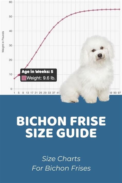 Bichon Frise Size Chart: How Big Is A Full-Grown Bichon Frise?