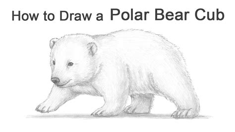 Polar Bears Drawing