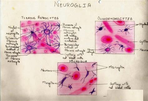 Histology Of Nervous Tissue