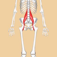 Psoas Major - Physiopedia