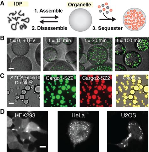 Membraneless Organelles Build from Engineered Assemblies of ...