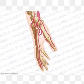 Common Palmar Digital Arteries Images, Common Palmar Digital Arteries ...