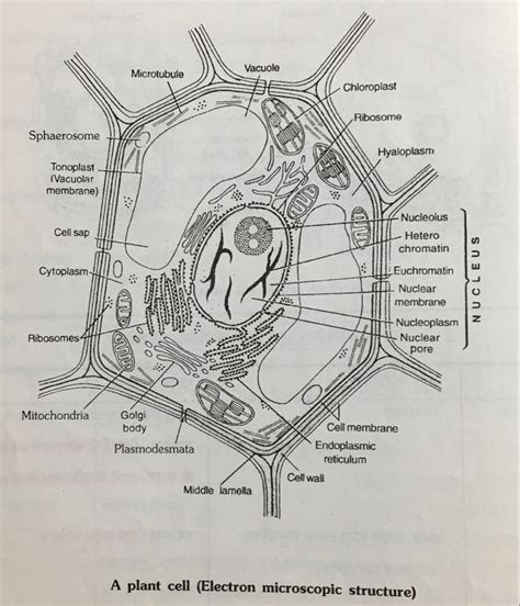 Plant Cell in 2024 | Plant cell, Zentangle patterns, Easy drawings