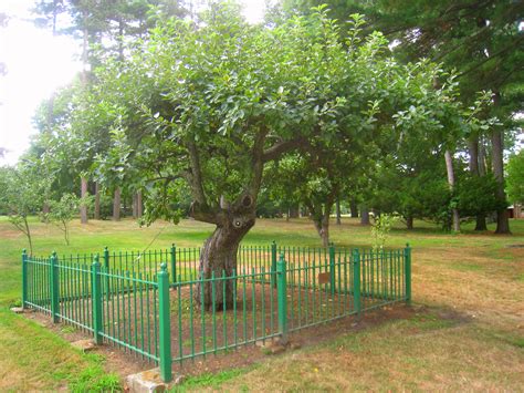 File:Isaac Newton apple tree, Babson College - IMG 0430.JPG - Wikimedia ...