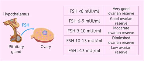 Fsh Levels Diagnostic Of Menopause at John Barga blog